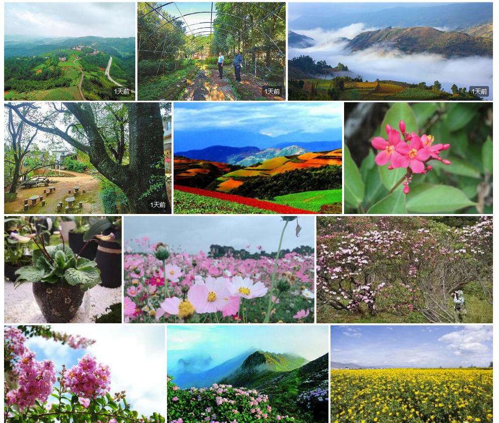 云南澄广花照片和图片/