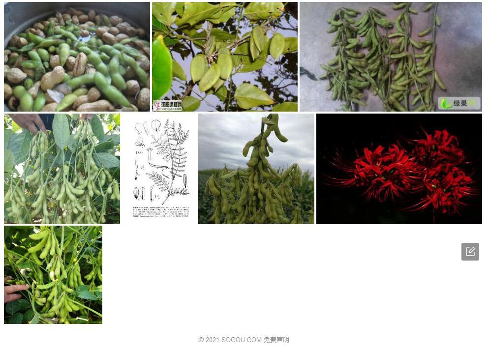 云南灰毛豆照片和图片/