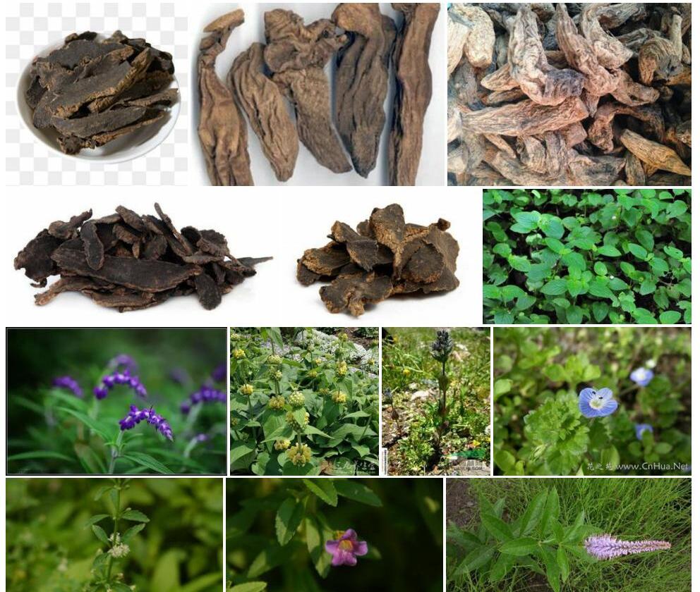 云南玄参照片和图片/