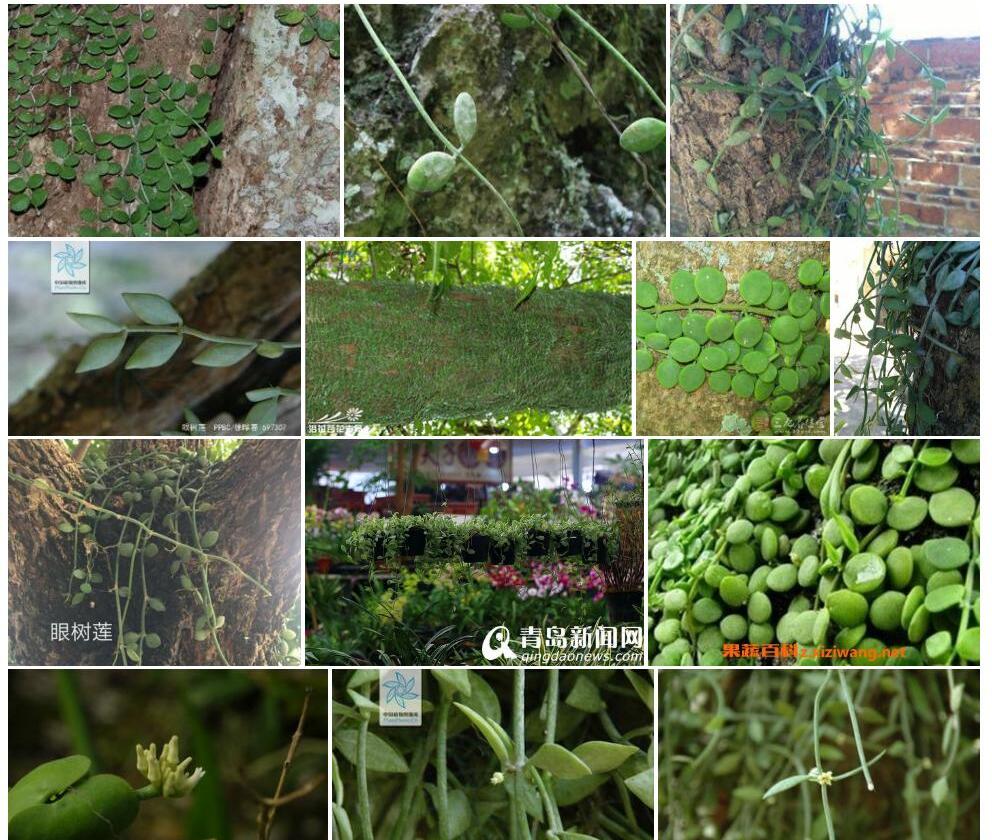 云南眼树莲照片和图片/