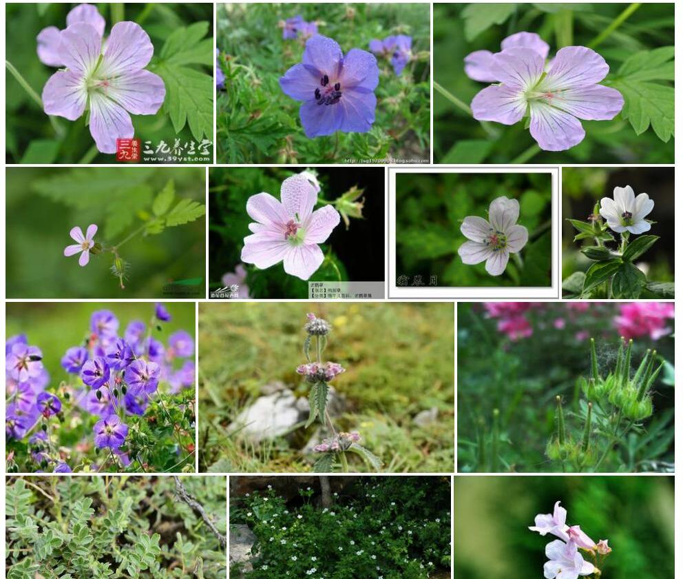 云南老鹳草照片和图片/