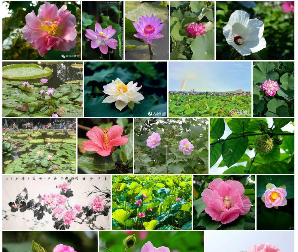 云南芙蓉照片和图片/