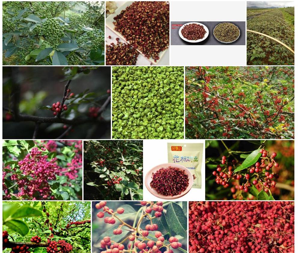 云南花椒照片和图片/