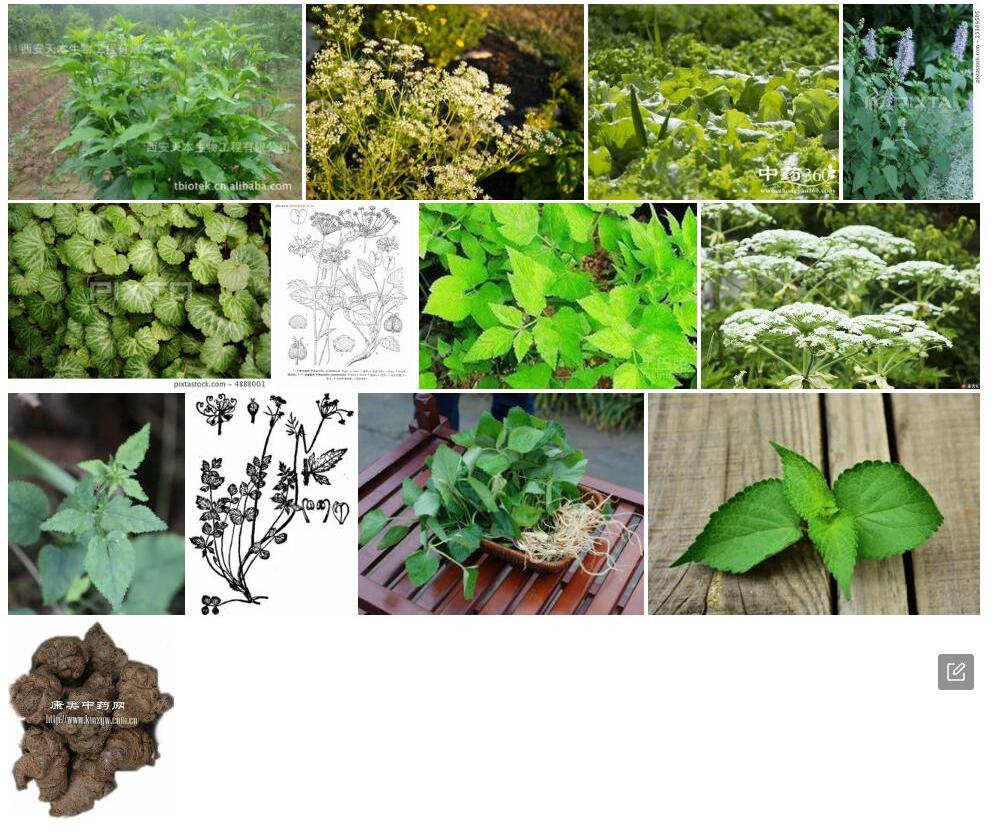 云南茴芹照片和图片/