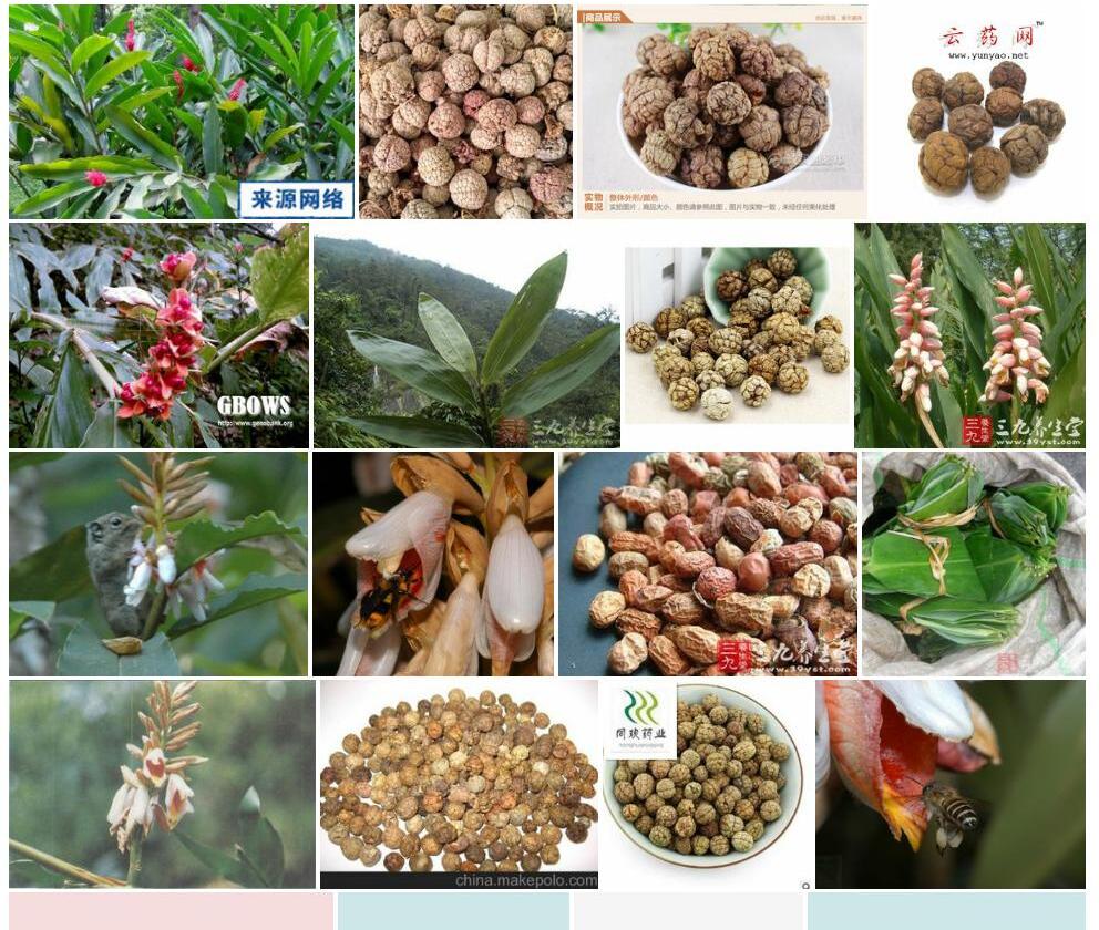 云南草蔻照片和图片/