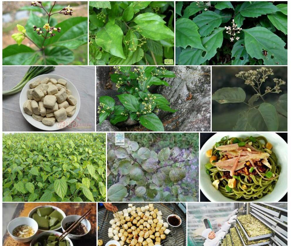 云南豆腐柴照片和图片/