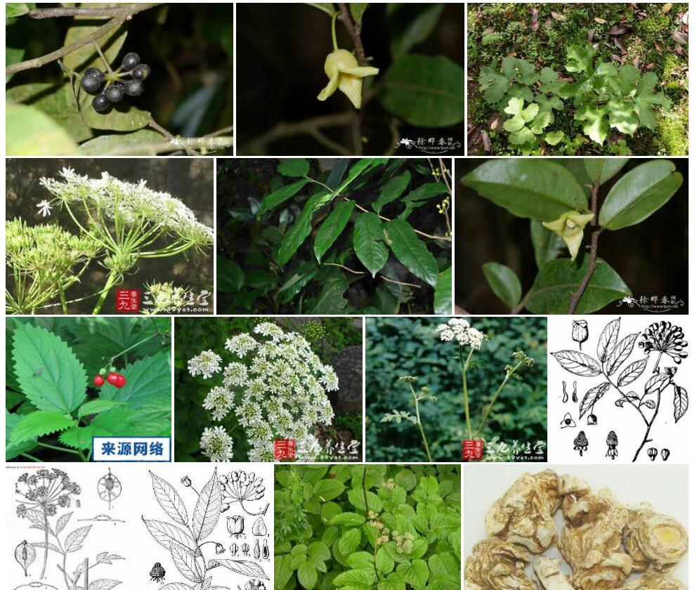 云南野独活照片和图片/