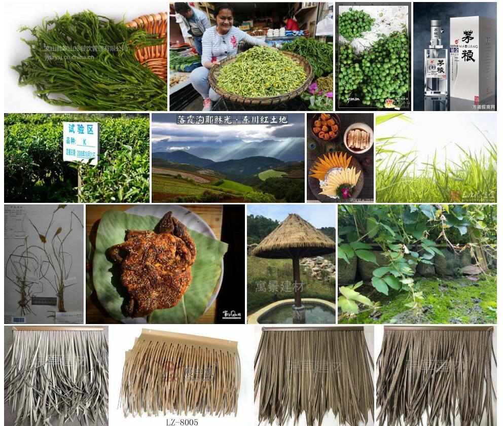 云南金茅照片和图片/