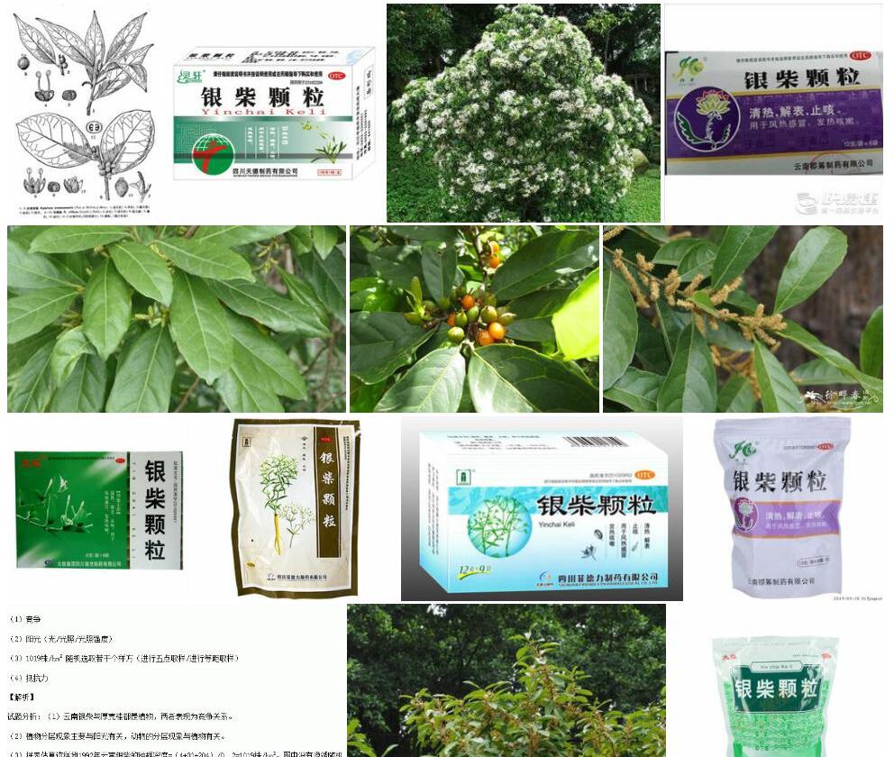 云南银柴照片和图片/
