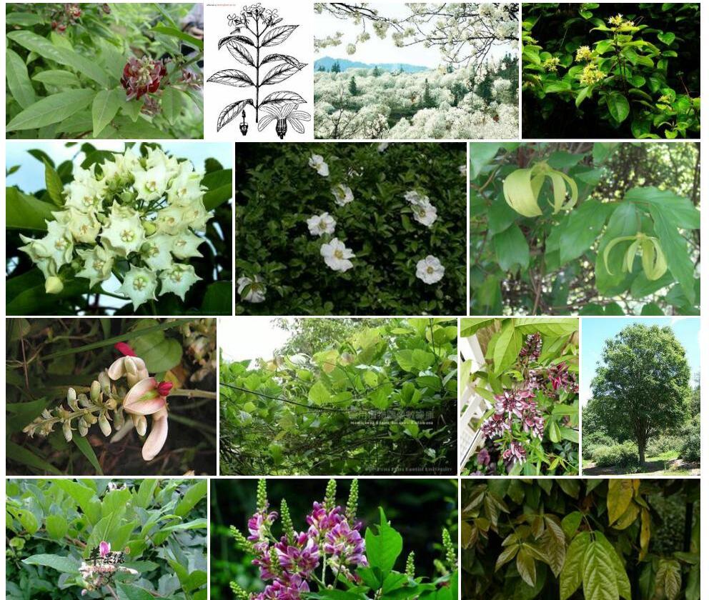 云南香花藤照片和图片/