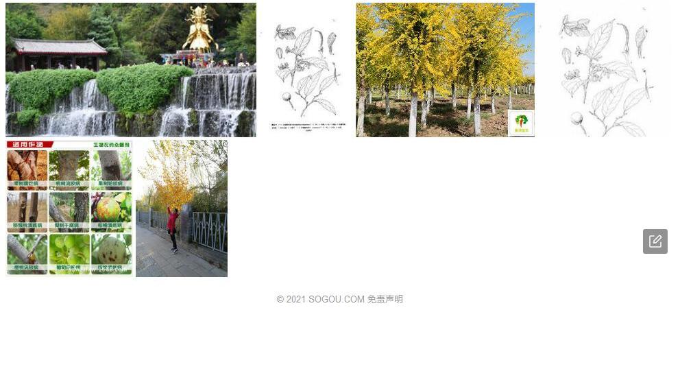 云南黄叶树照片和图片/
