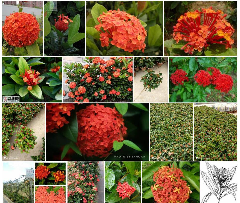云南龙船花照片和图片/