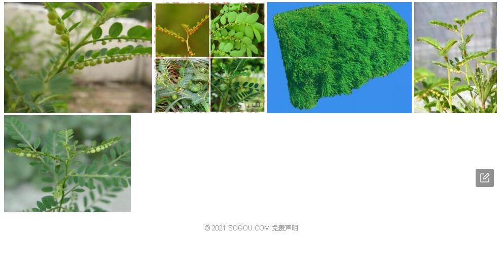 云泰叶下珠照片和图片/