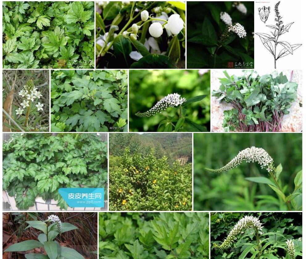 云贵腺药珍珠菜照片和图片/