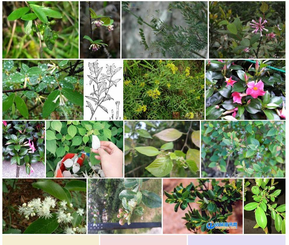 互生叶荛花照片和图片/