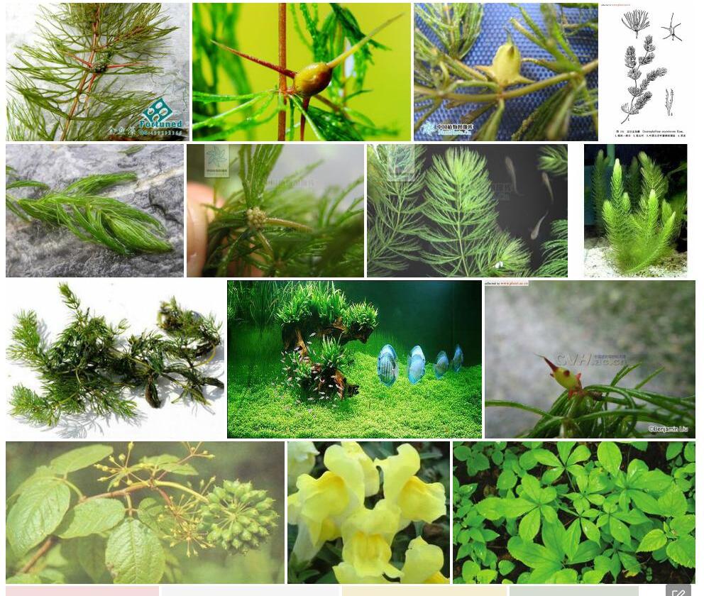 五刺金鱼藻照片和图片/