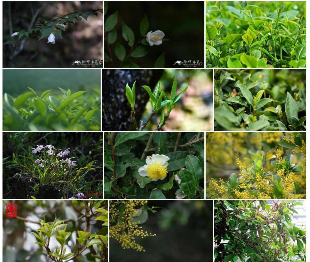 五室连蕊茶照片和图片/