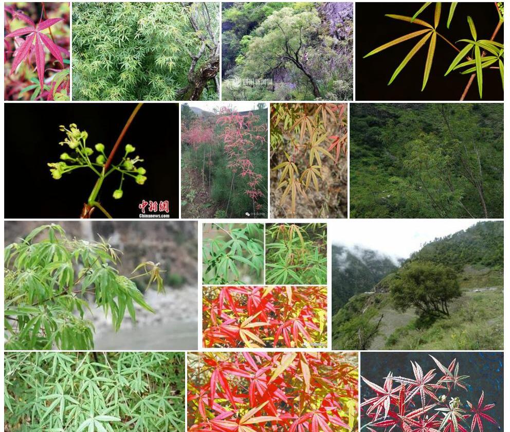 五小叶槭照片和图片/