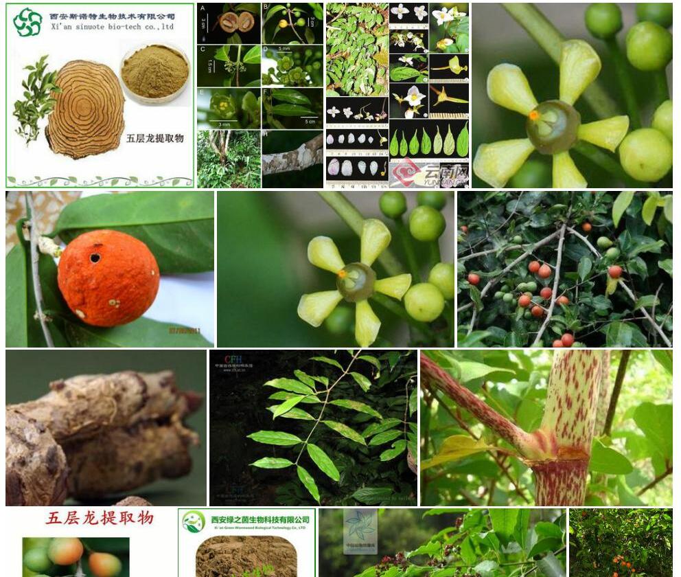 五层龙照片和图片/