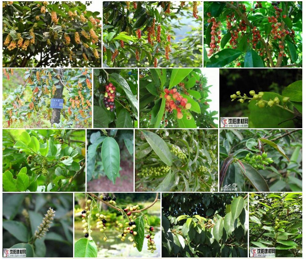 五月茶照片和图片/