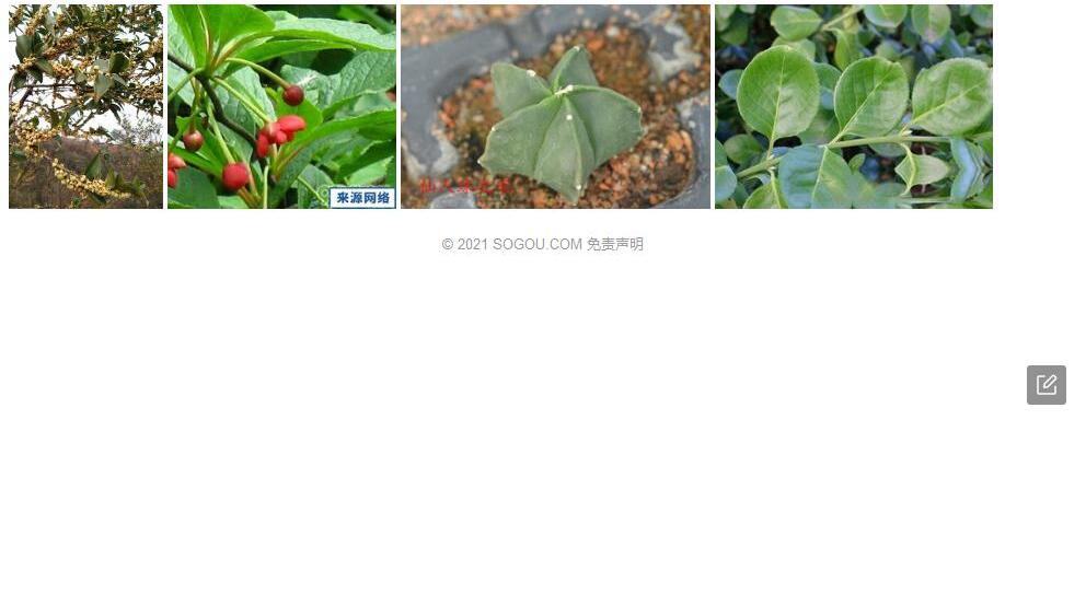 五柱柃照片和图片/