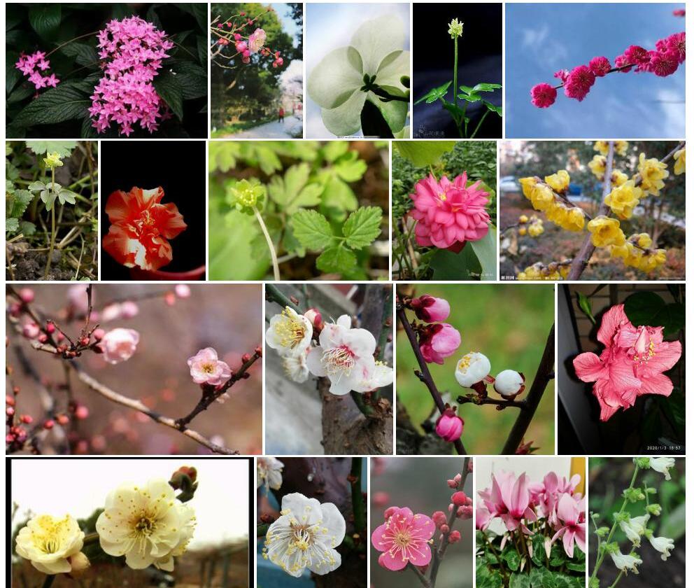 五福花照片和图片/