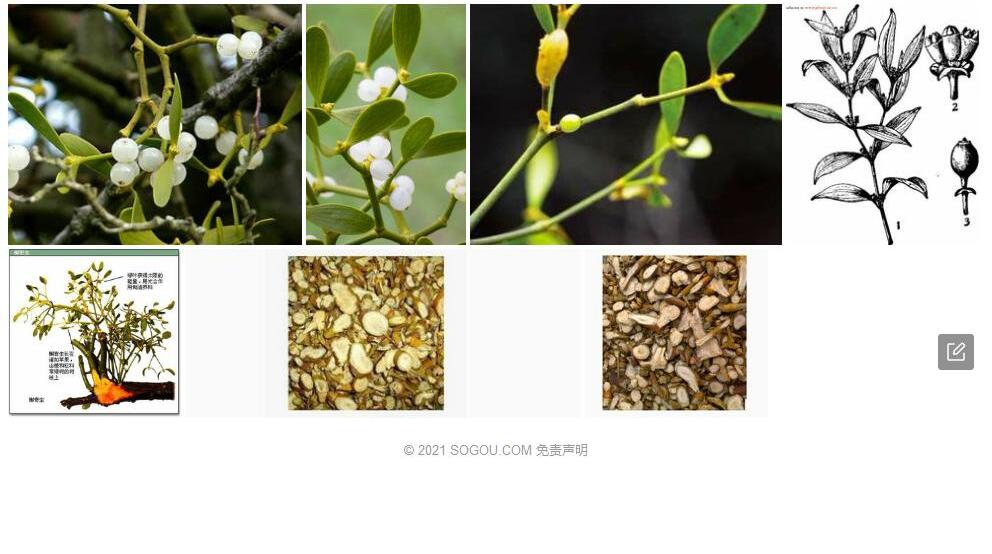 五脉槲寄生照片和图片/