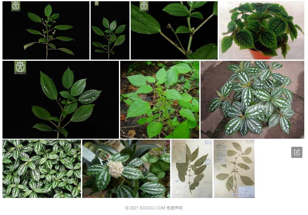 五萼冷水花照片和图片/