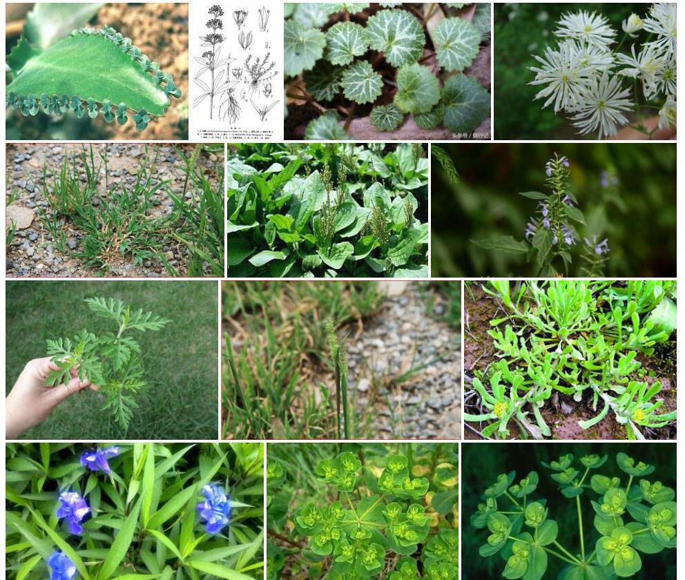 五蕊东爪草照片和图片/