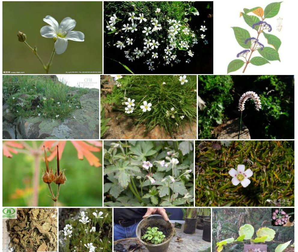 五蕊老牛筋照片和图片/