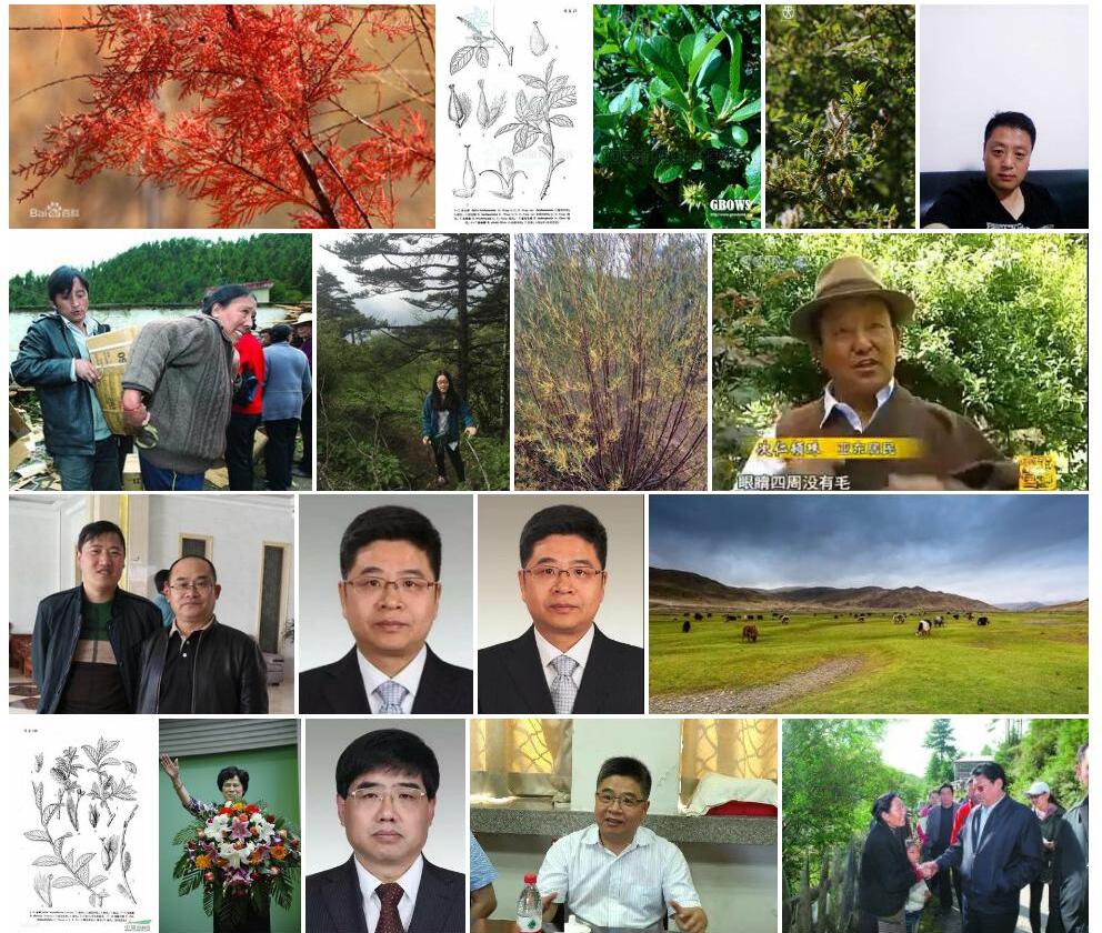 亚东毛柳照片和图片/