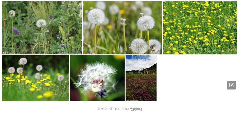 亚东蒲公英照片和图片/