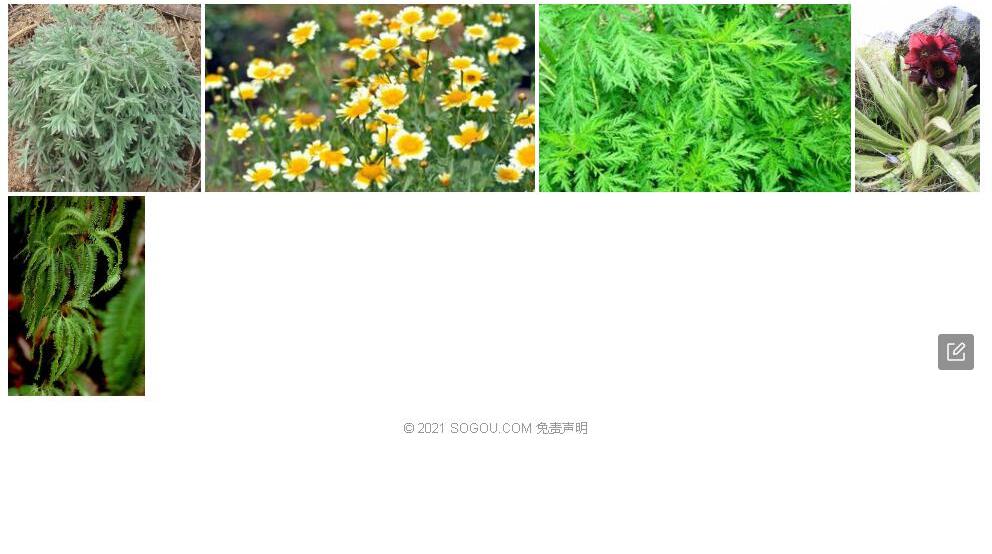 亚东蒿照片和图片/