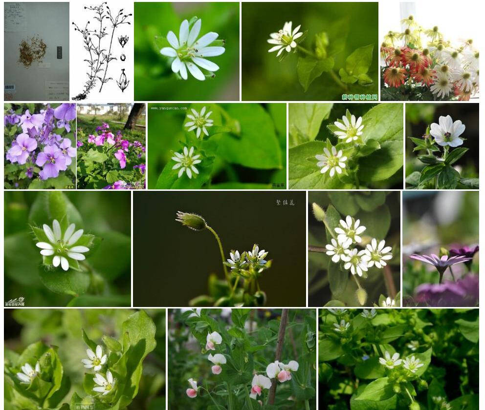 亚伞花繁缕照片和图片/