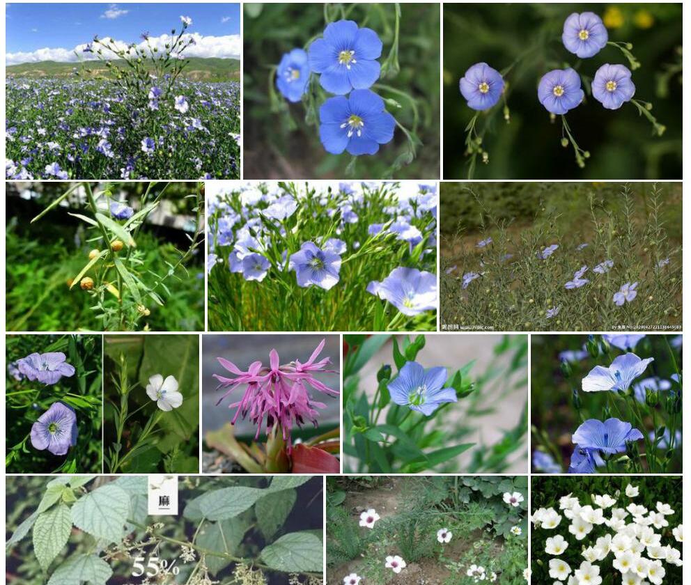 亚麻荛花照片和图片/