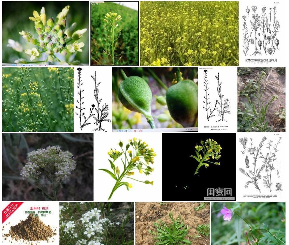 亚麻荠照片和图片/