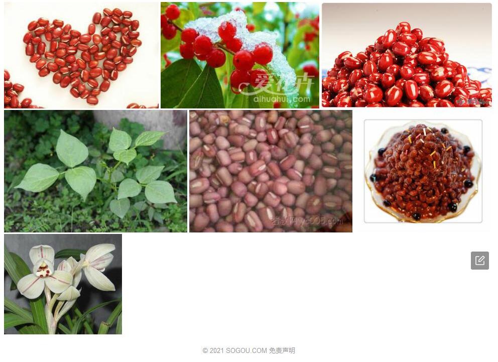 亮毛红豆照片和图片/
