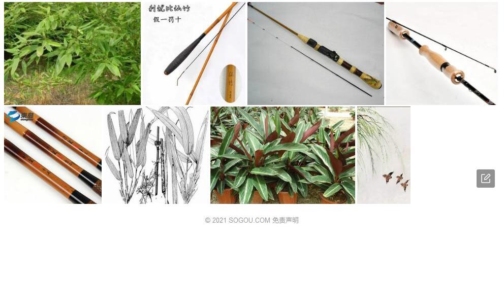 亮竿竹照片和图片/