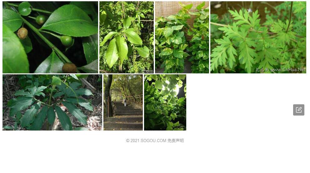 亮绿叶椴照片和图片/
