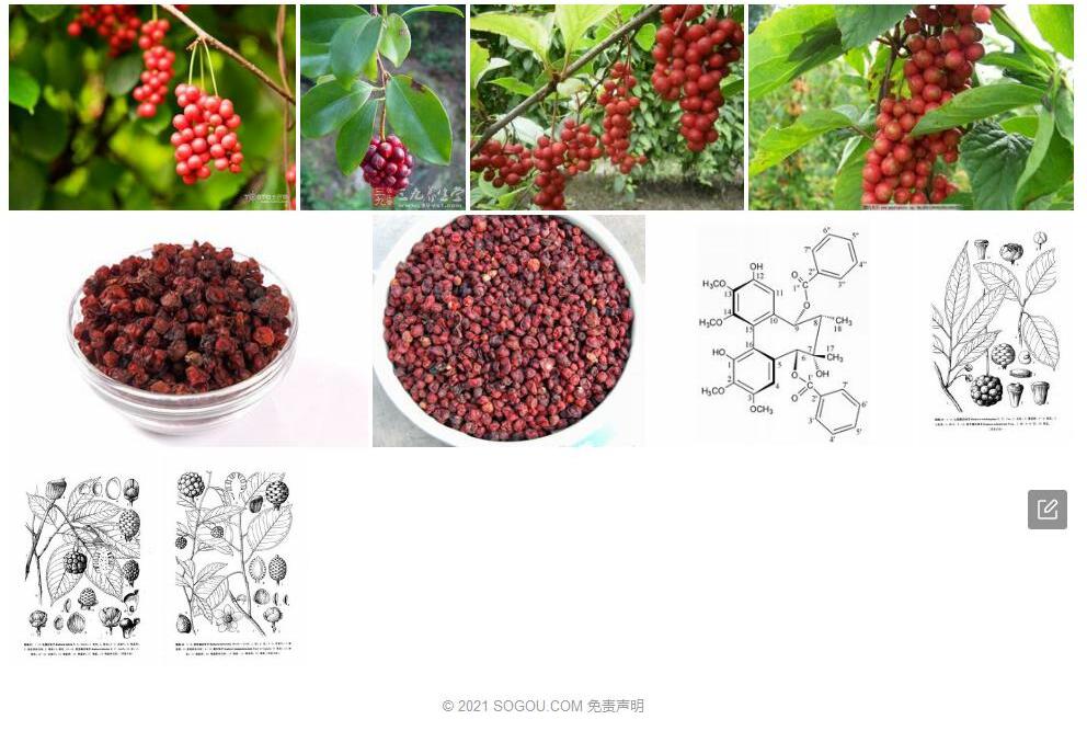 仁昌南五味子照片和图片/