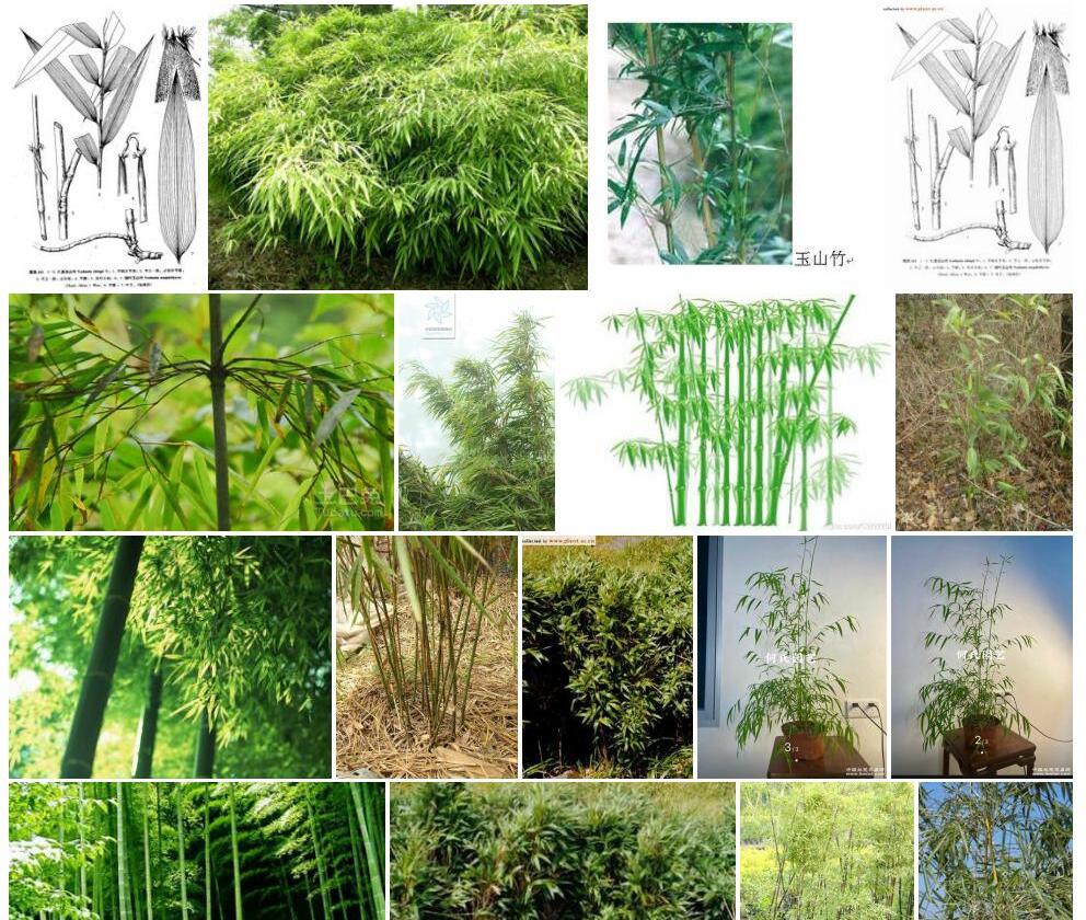 仁昌玉山竹照片和图片/