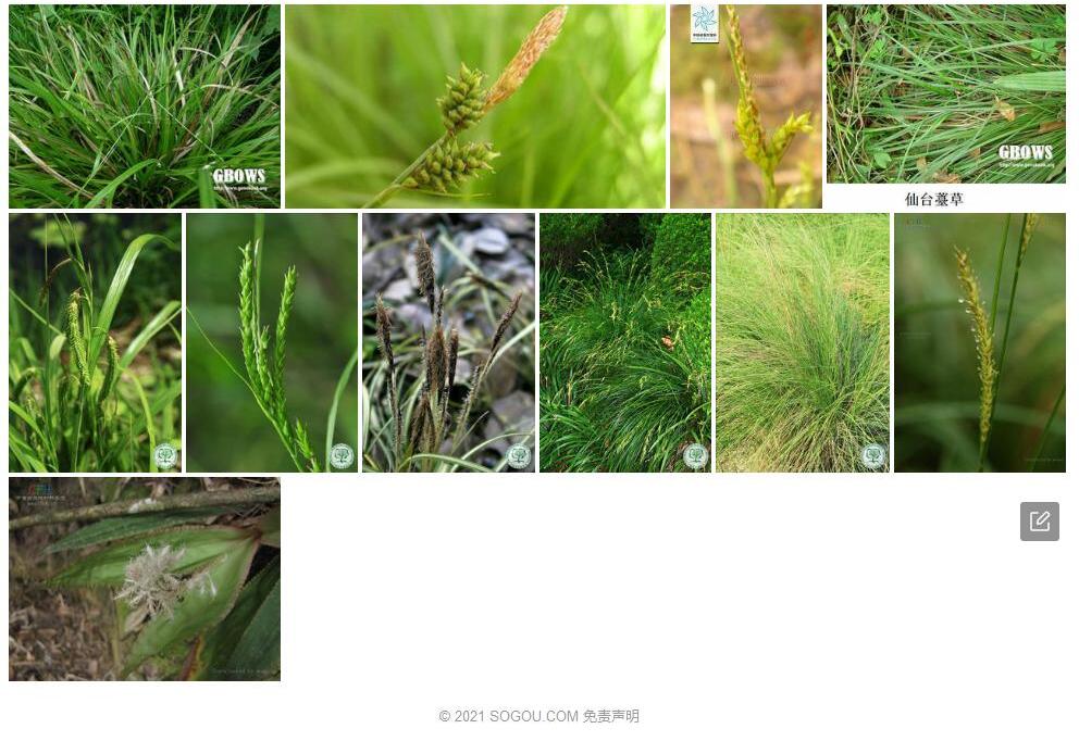 仙台薹草照片和图片/