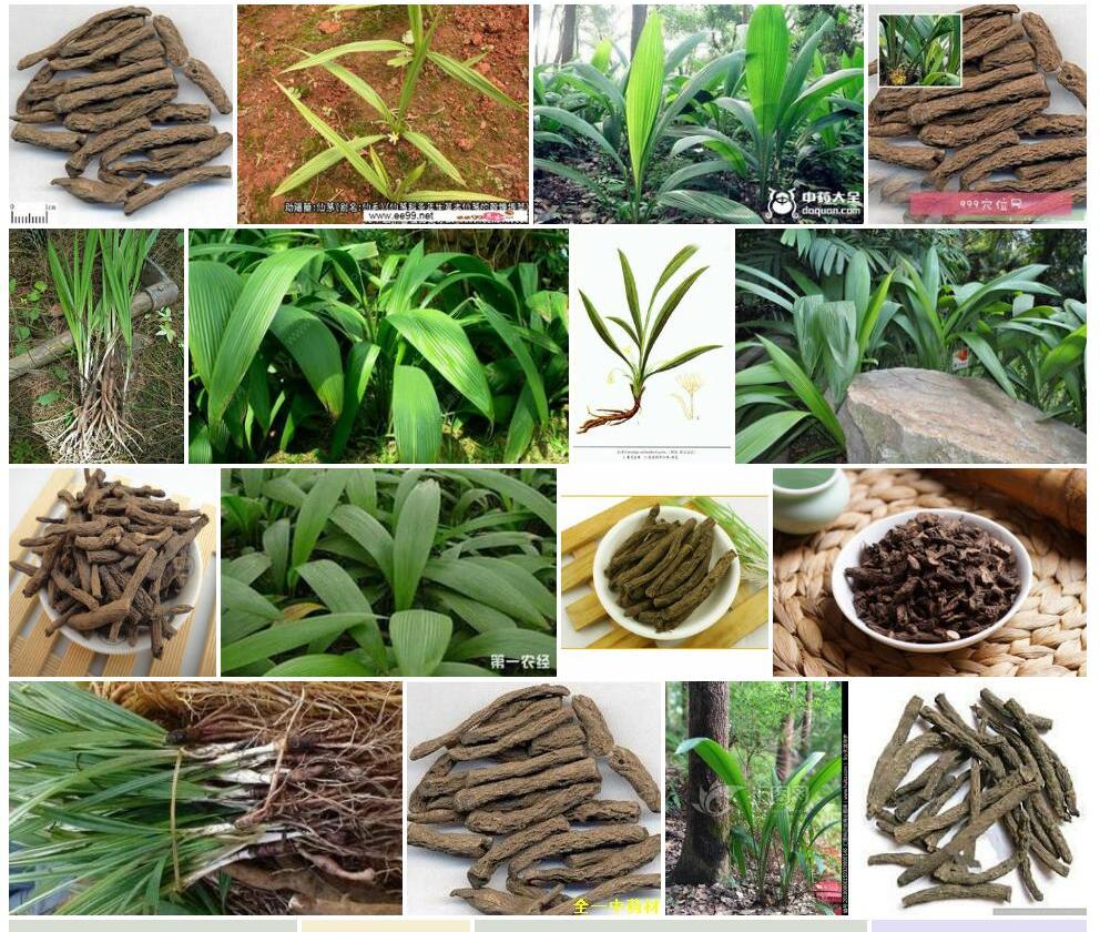 仙茅照片和图片/