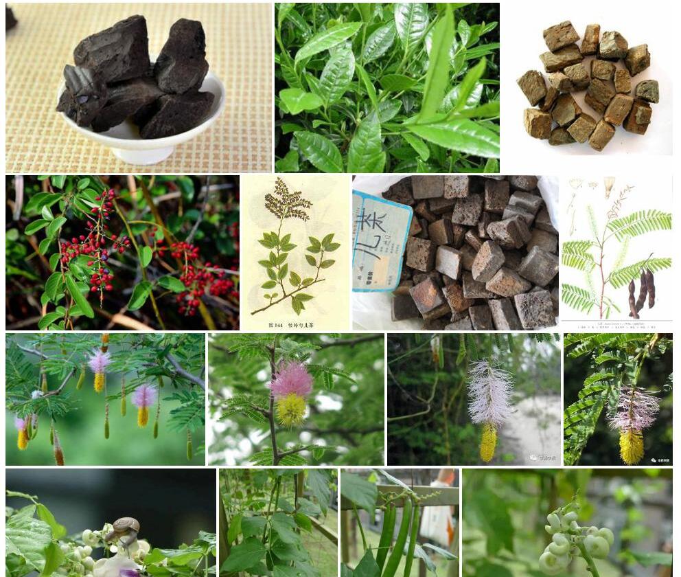 代儿茶照片和图片/