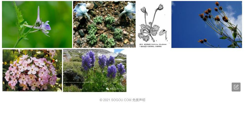 仲巴翠雀花照片和图片/