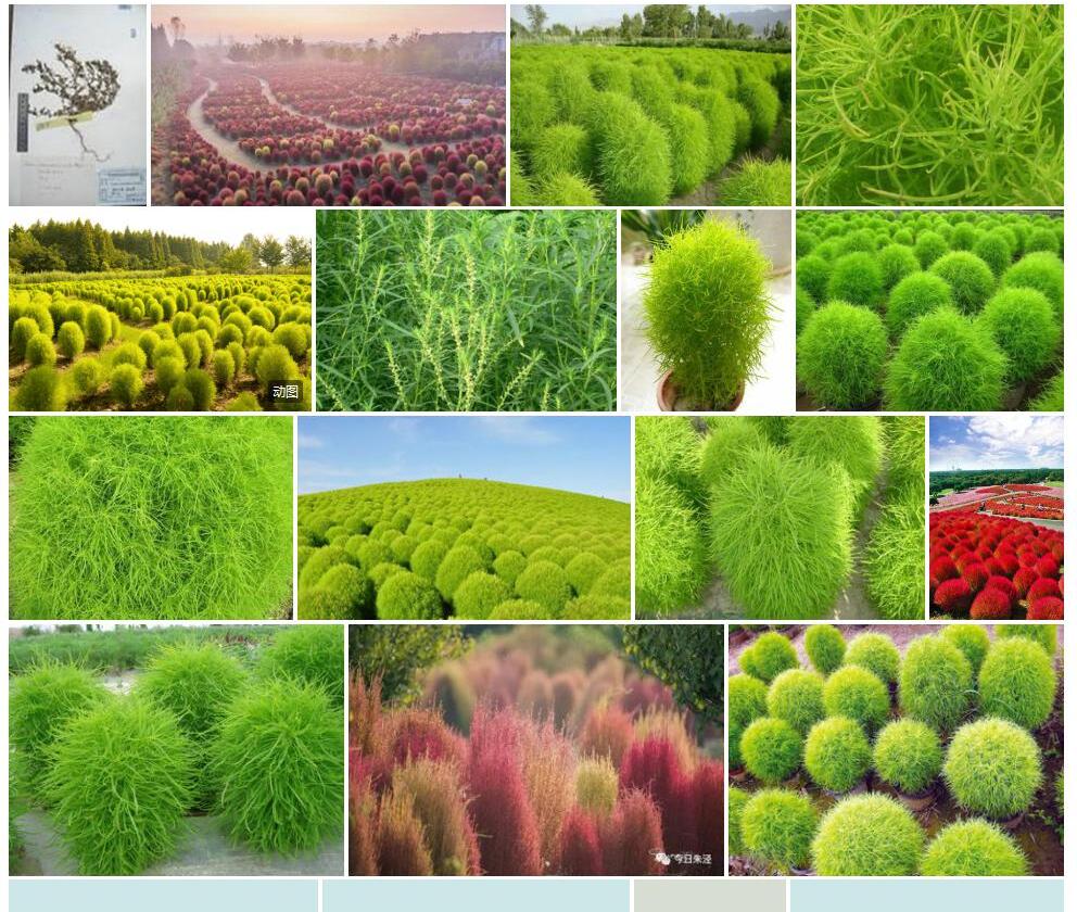 伊朗地肤照片和图片/