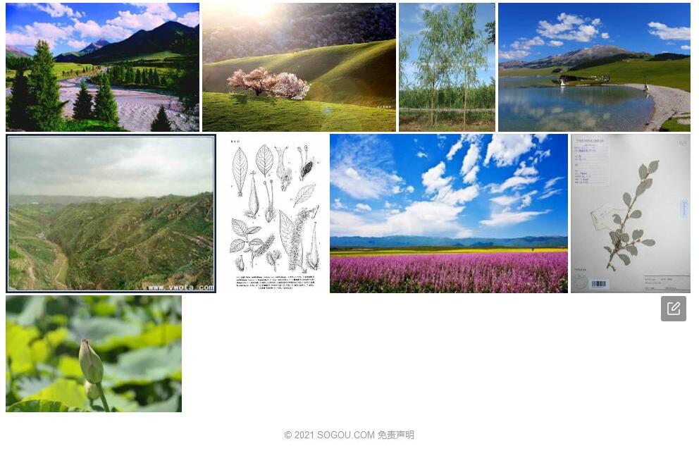 伊犁柳照片和图片/