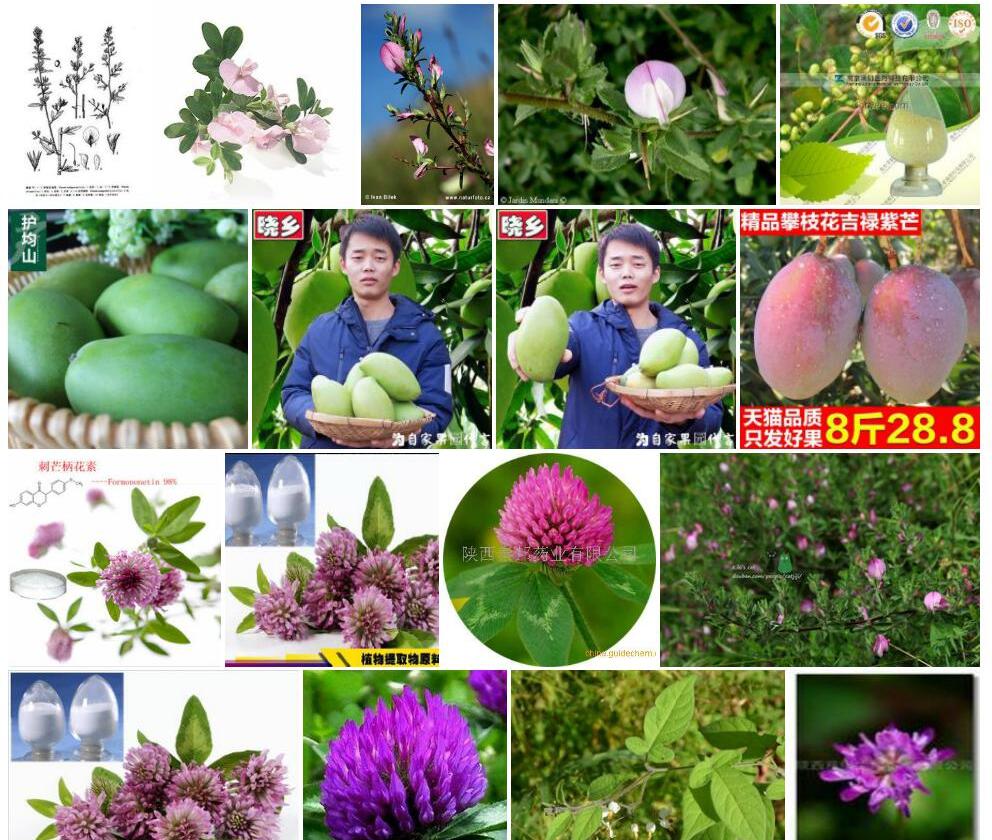 伊犁芒柄花照片和图片/