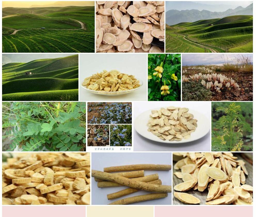 伊犁黄耆照片和图片/