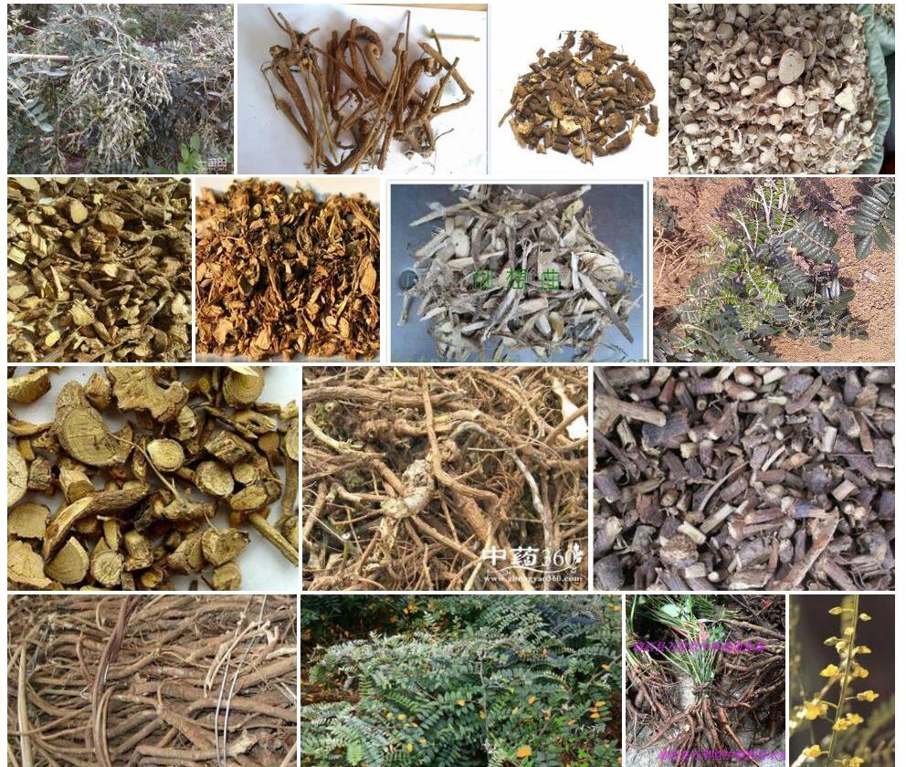 伏毛山豆根照片和图片/